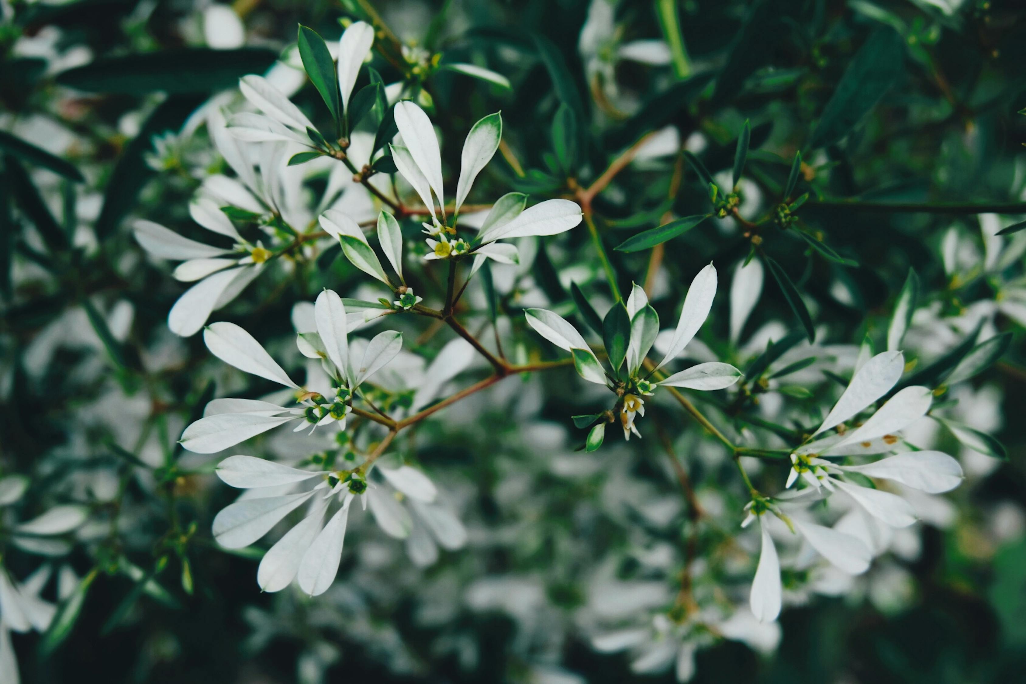 室外綠植盆栽架子，美化環(huán)境與生活的完美結(jié)合