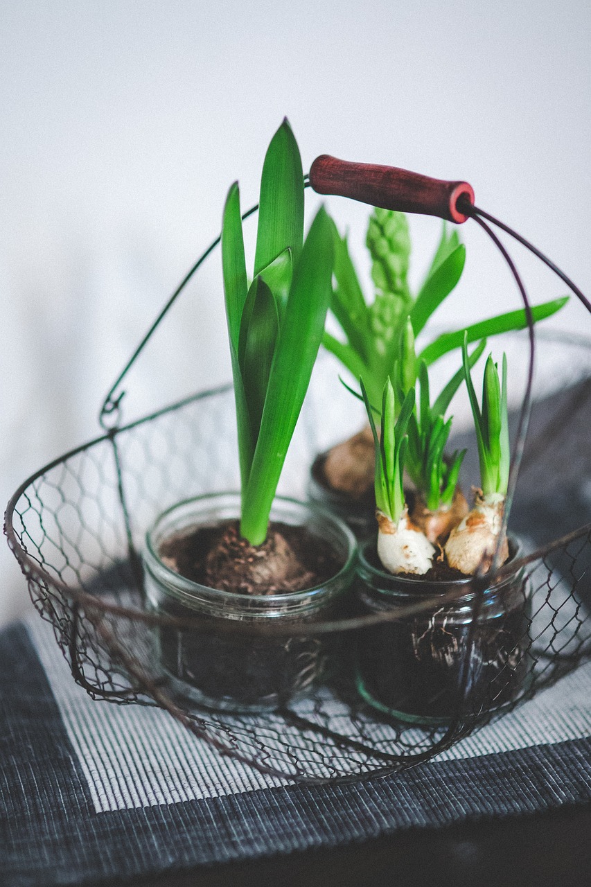 茉莉花室內(nèi)綠植盆栽的魅力與養(yǎng)護