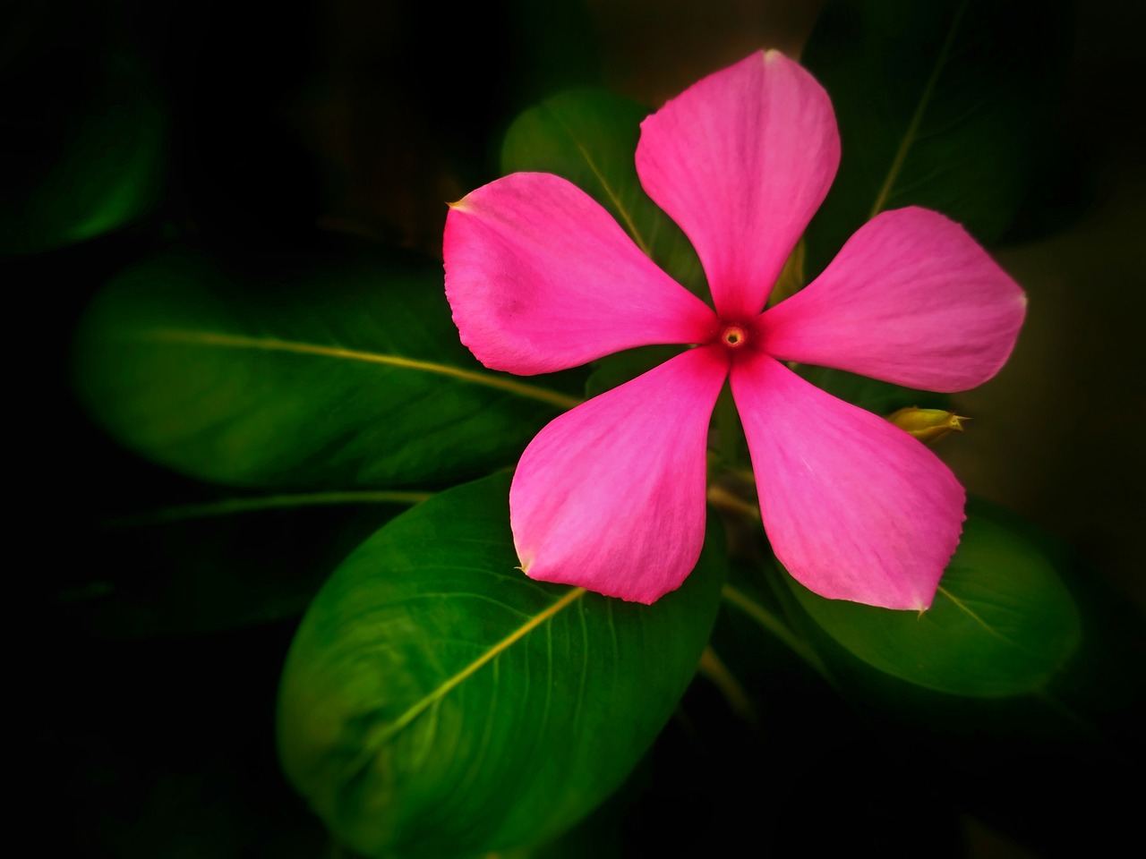 湖北室內(nèi)綠植盆栽的獨特魅力