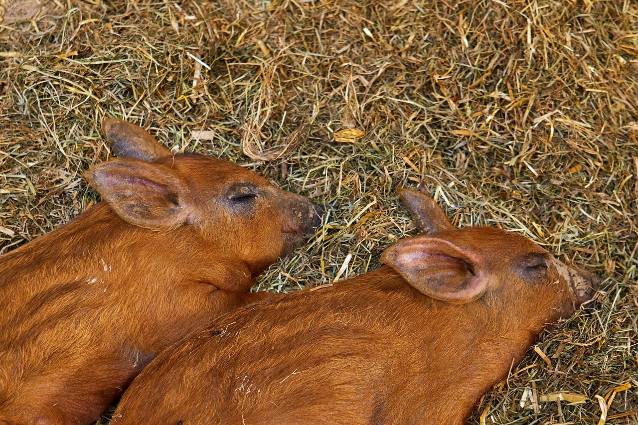 精選分解:	欲錢買動物中的王代表什么生肖猜準(zhǔn)確動物|講解詞語解釋釋義