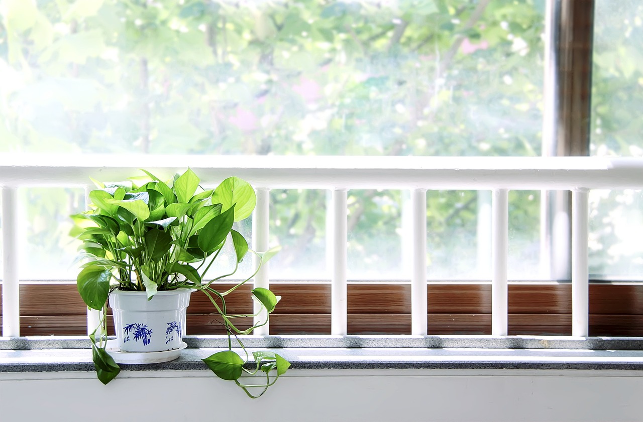 室內(nèi)綠植盆栽冬天