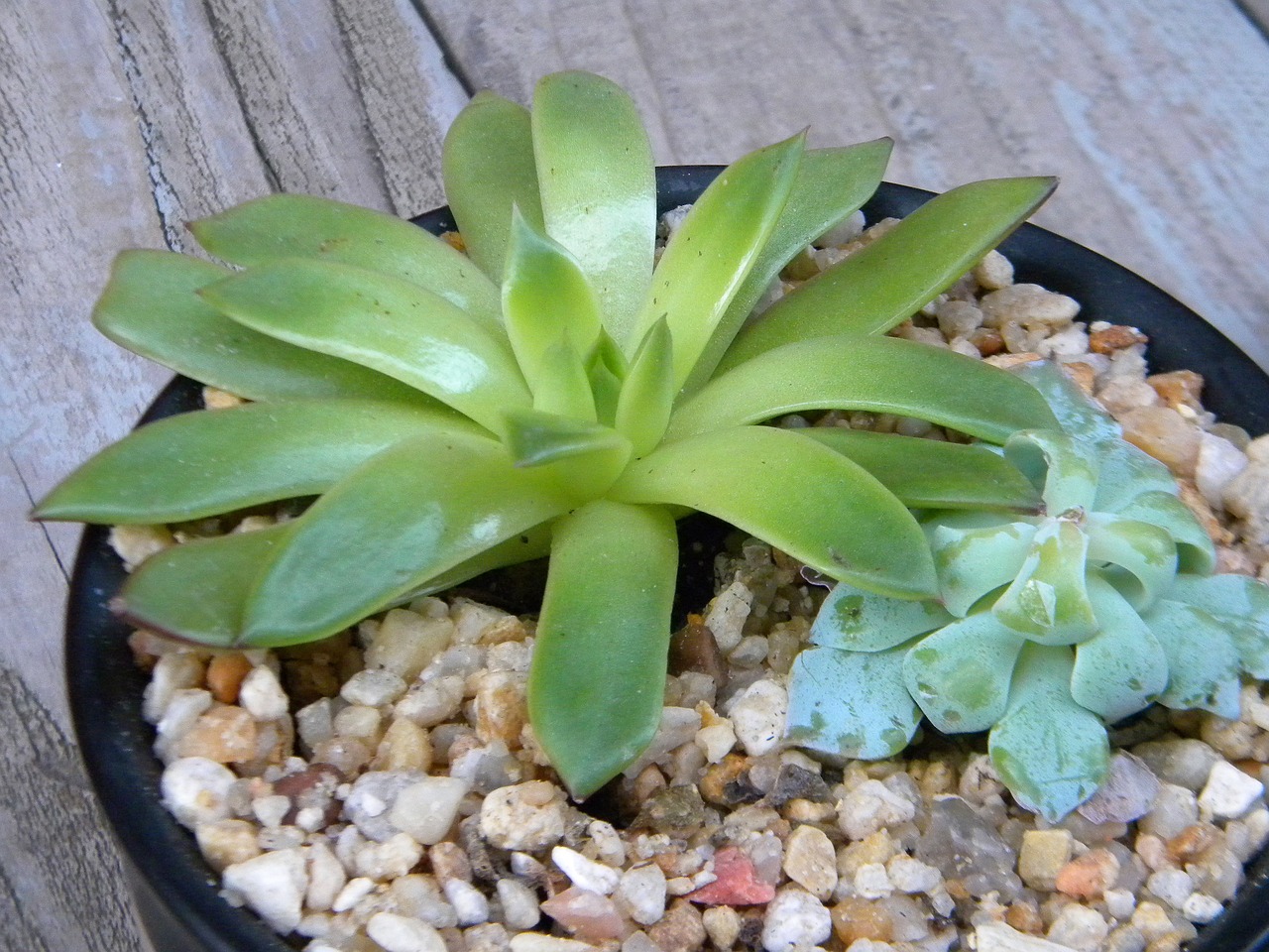 蘇蘇綠植盆栽室內(nèi)，美化家居，增添生活情趣